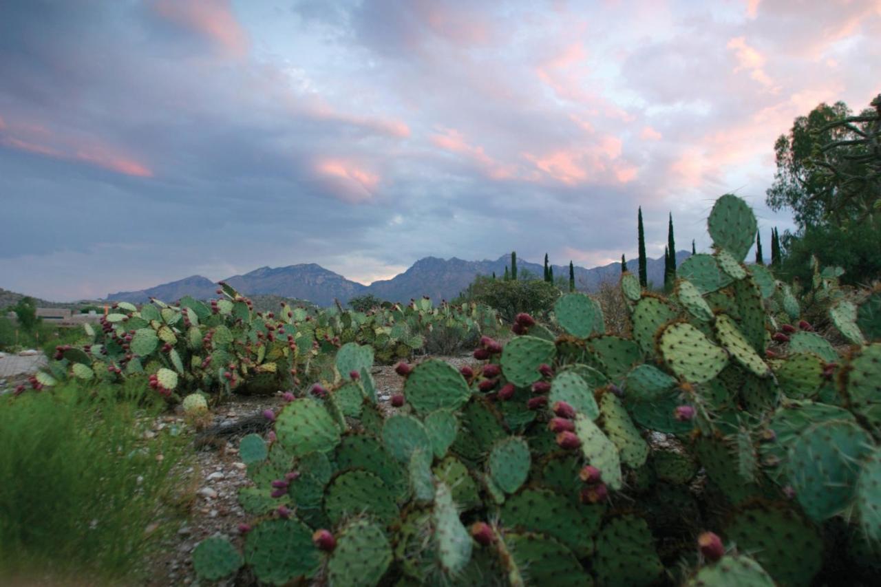 Canyon Ranch Tucson Buitenkant foto